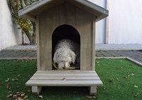 in kennel and leaf.JPG