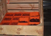 Fruit Bin with Cheeries.jpg
